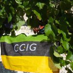 Akcja Flaga CCIG 2014 - Ewelina Janusz-Patyk - winogrona