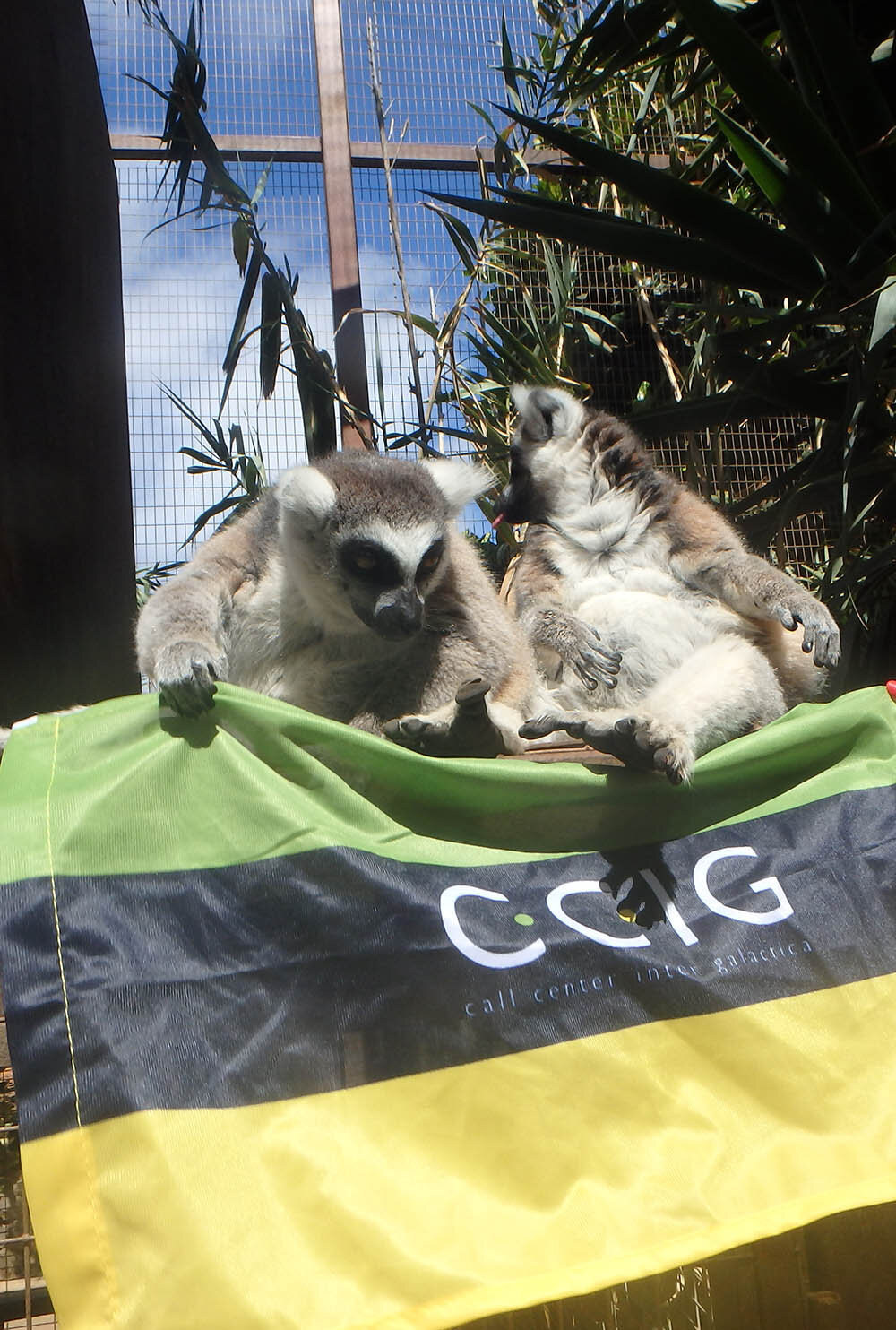 Akcja Flaga 2016 CCIG - Sylwia Drabik i lemury