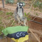 Akcja Flaga 2016 CCIG - Koala